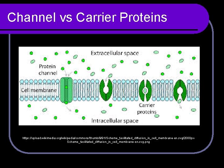 Channel vs Carrier Proteins https: //upload. wikimedia. org/wikipedia/commons/thumb/9/91/Scheme_facilitated_diffusion_in_cell_membrane-en. svg/2000 px. Scheme_facilitated_diffusion_in_cell_membrane-en. svg. png 