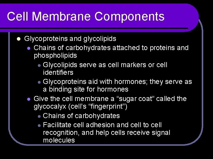 Cell Membrane Components l Glycoproteins and glycolipids l Chains of carbohydrates attached to proteins