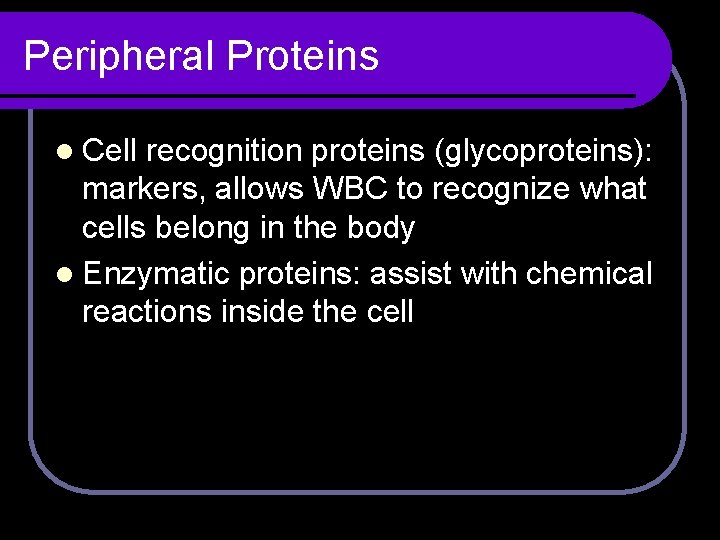 Peripheral Proteins l Cell recognition proteins (glycoproteins): markers, allows WBC to recognize what cells