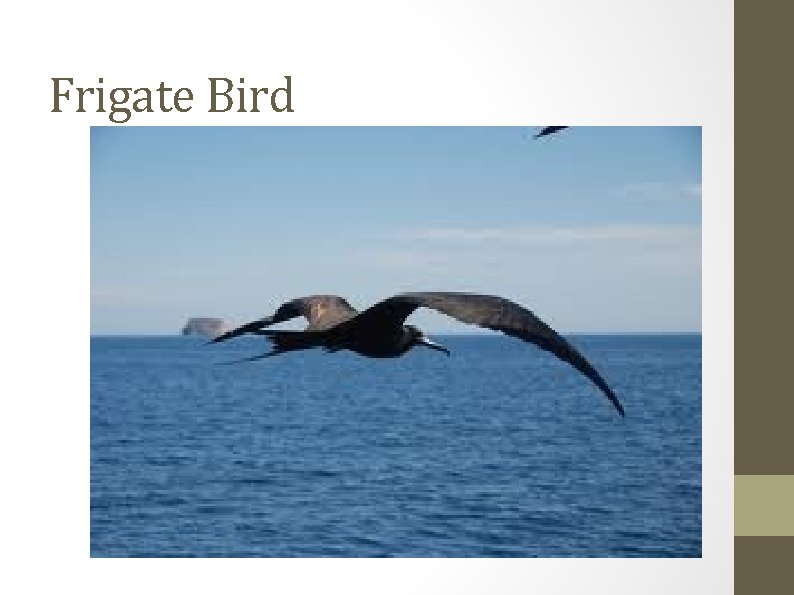 Frigate Bird 