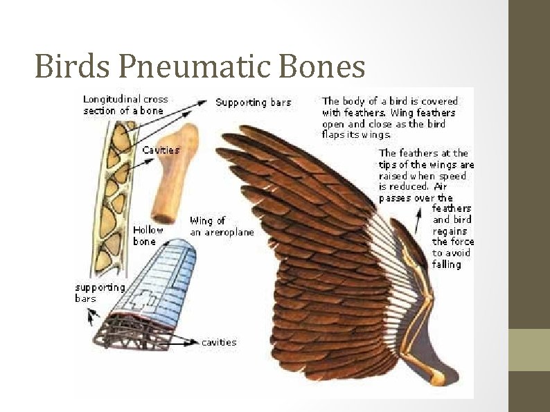 Birds Pneumatic Bones 