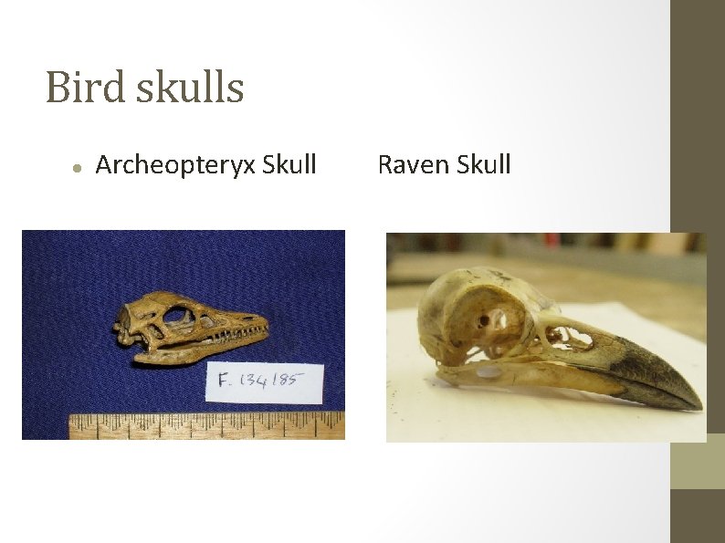 Bird skulls Archeopteryx Skull Raven Skull 