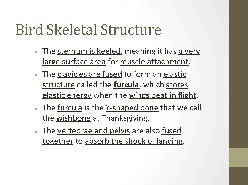 Bird Skeletal Structure The sternum is keeled, meaning it has a very large surface