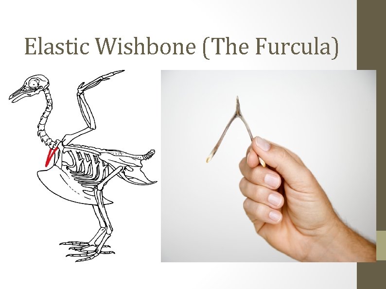 Elastic Wishbone (The Furcula) 