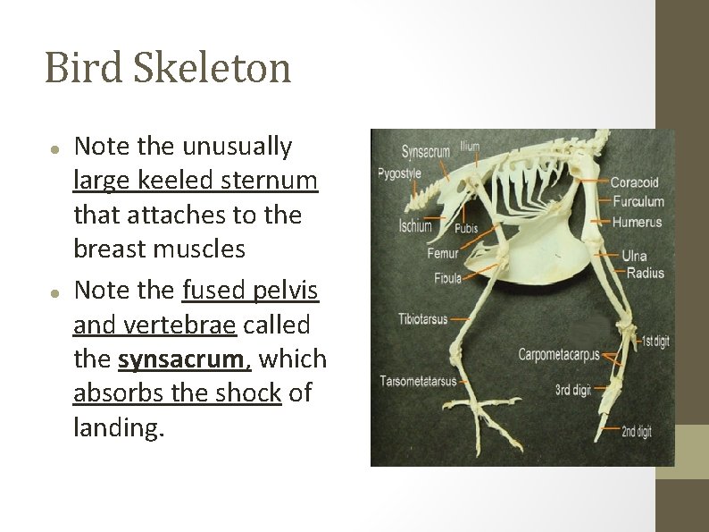 Bird Skeleton Note the unusually large keeled sternum that attaches to the breast muscles