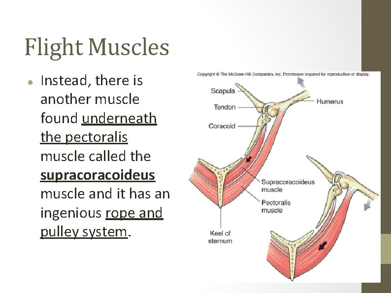 Flight Muscles Instead, there is another muscle found underneath the pectoralis muscle called the