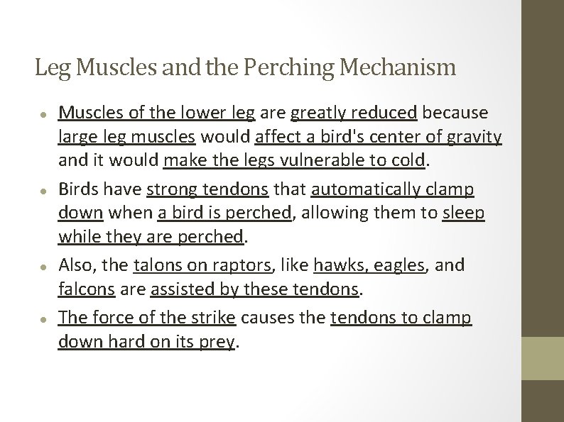 Leg Muscles and the Perching Mechanism Muscles of the lower leg are greatly reduced