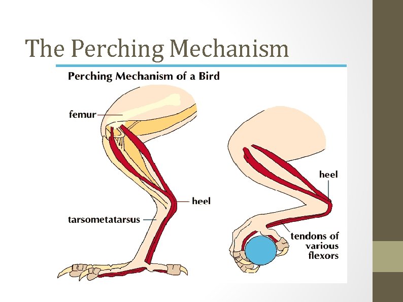 The Perching Mechanism 