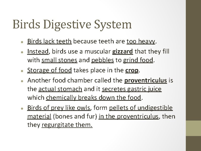 Birds Digestive System Birds lack teeth because teeth are too heavy. Instead, birds use