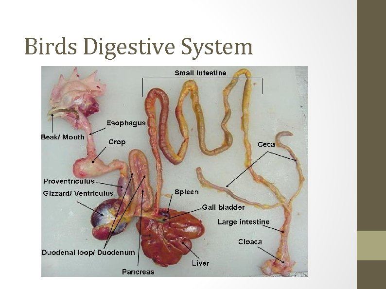 Birds Digestive System 