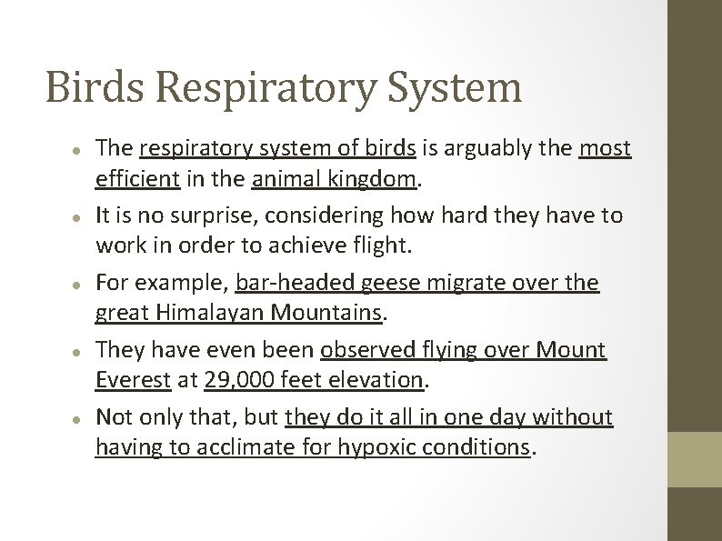 Birds Respiratory System The respiratory system of birds is arguably the most efficient in