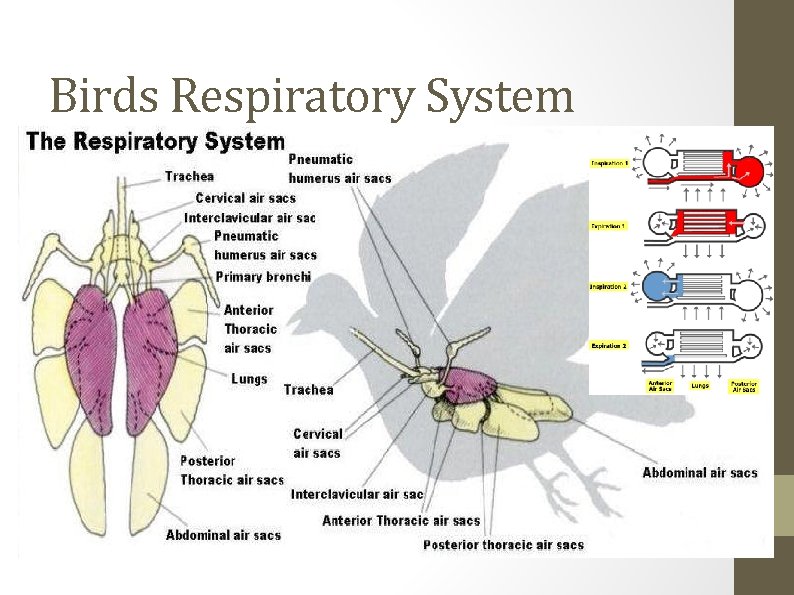 Birds Respiratory System 