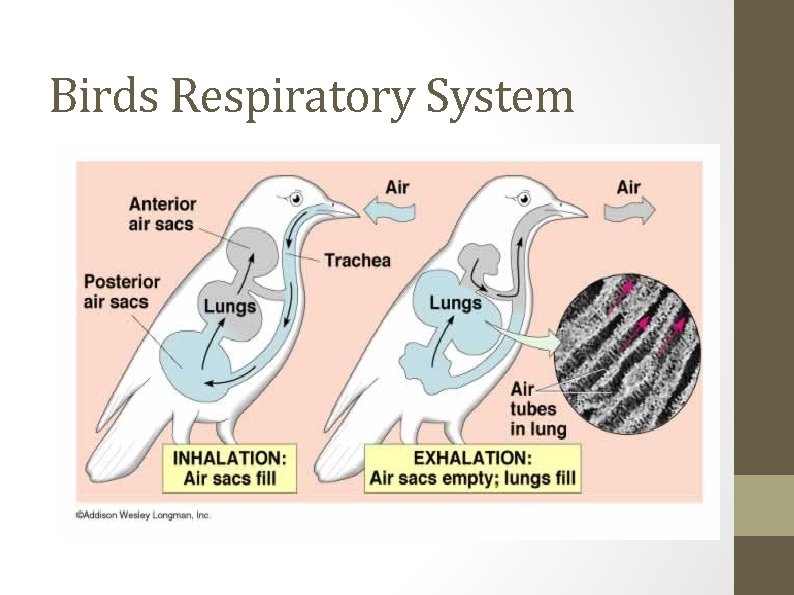 Birds Respiratory System 