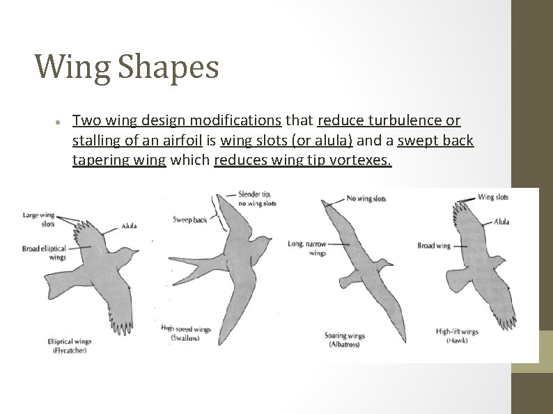 Wing Shapes Two wing design modifications that reduce turbulence or stalling of an airfoil