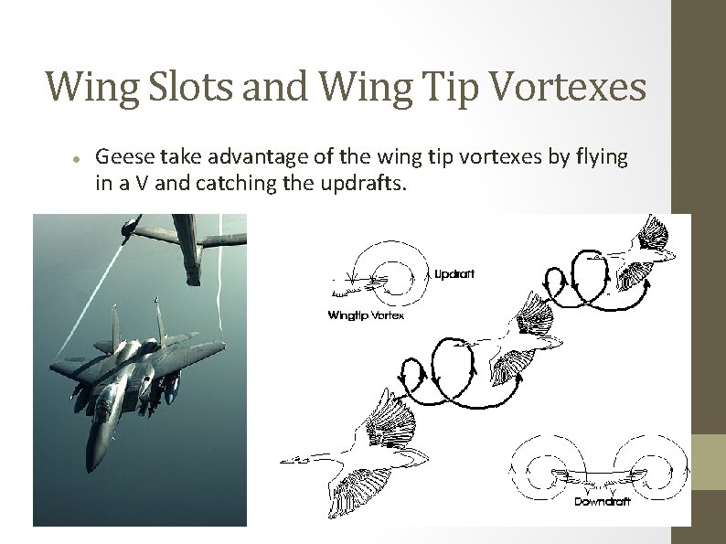 Wing Slots and Wing Tip Vortexes Geese take advantage of the wing tip vortexes