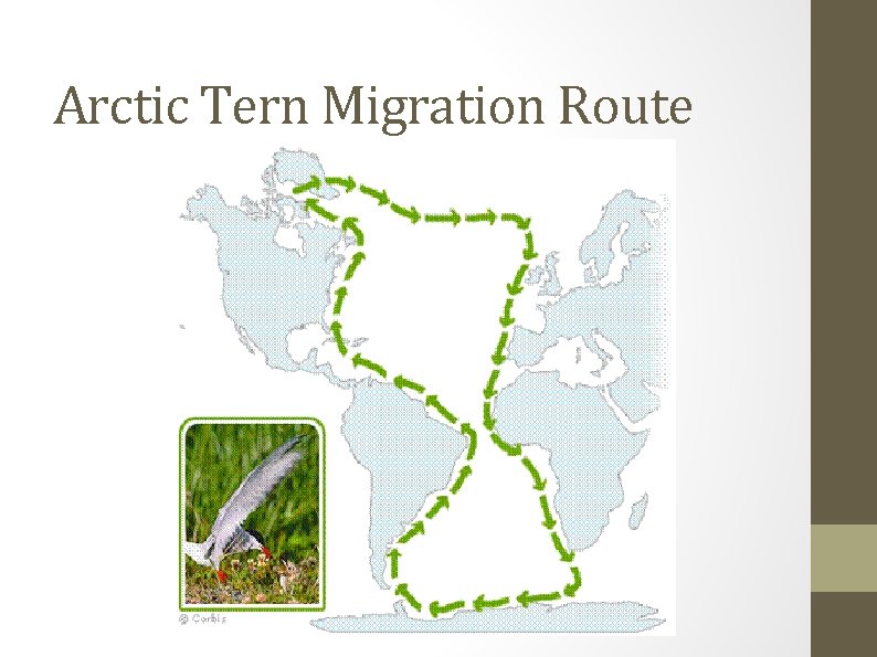 Arctic Tern Migration Route 