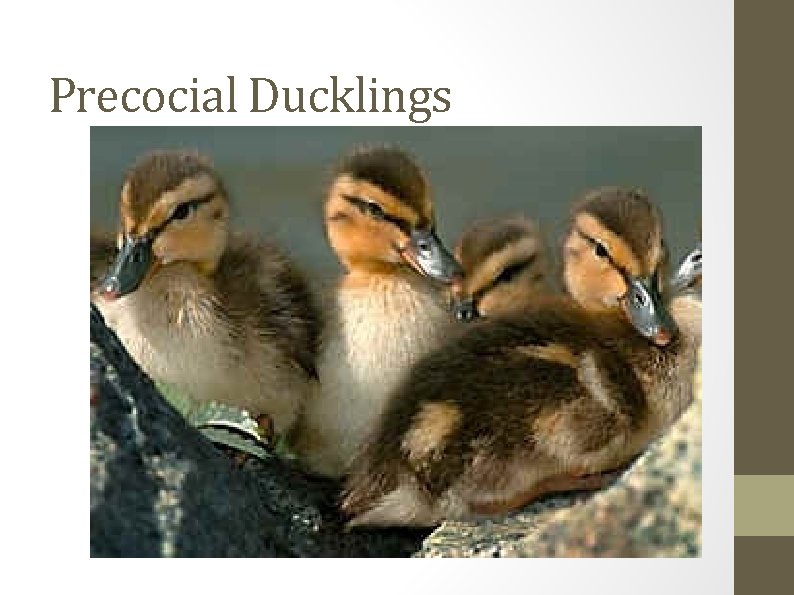 Precocial Ducklings 