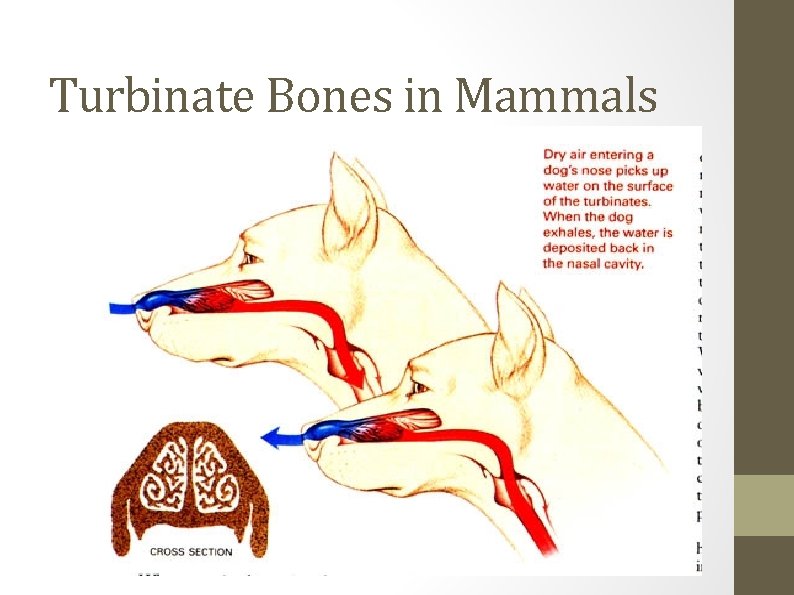 Turbinate Bones in Mammals 