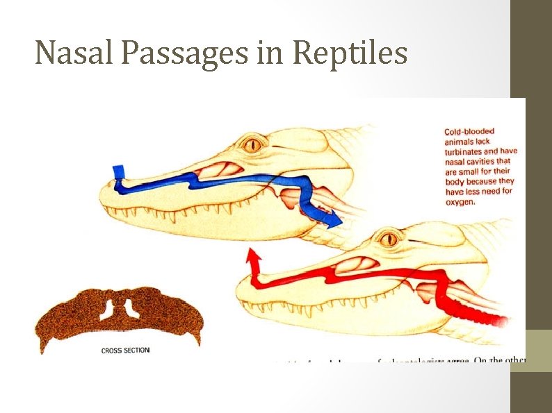 Nasal Passages in Reptiles 