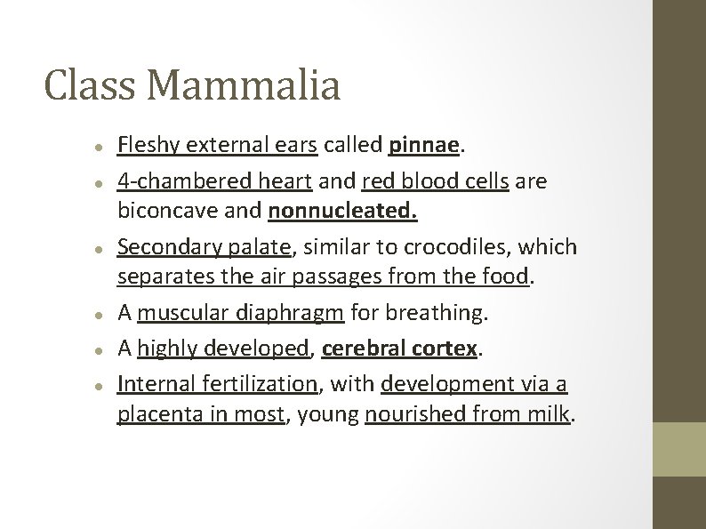 Class Mammalia Fleshy external ears called pinnae. 4 -chambered heart and red blood cells