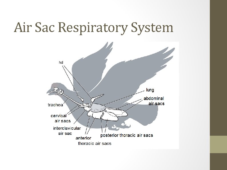 Air Sac Respiratory System 