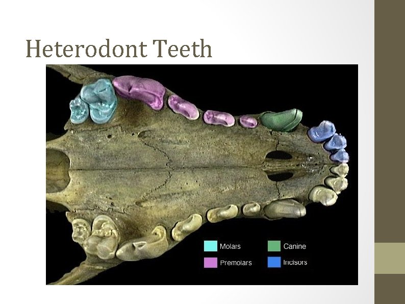 Heterodont Teeth 
