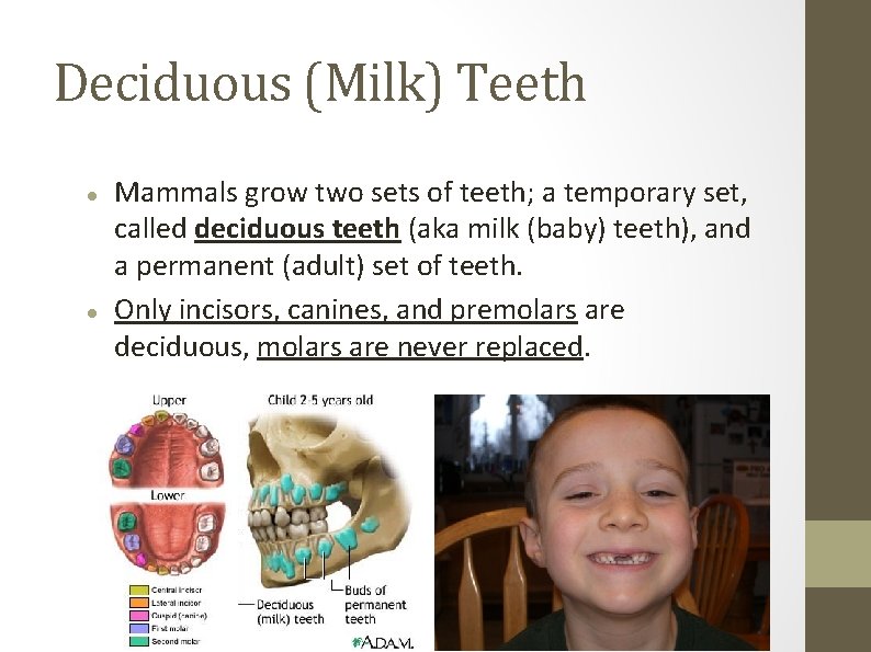 Deciduous (Milk) Teeth Mammals grow two sets of teeth; a temporary set, called deciduous