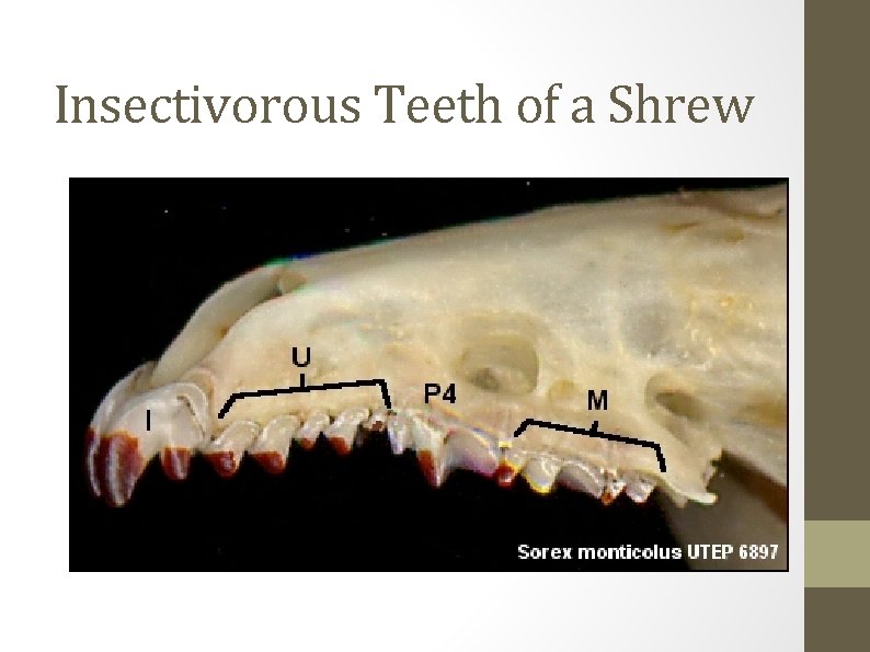 Insectivorous Teeth of a Shrew 