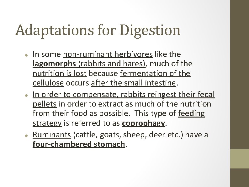 Adaptations for Digestion In some non-ruminant herbivores like the lagomorphs (rabbits and hares), much