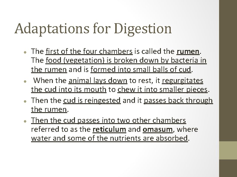 Adaptations for Digestion The first of the four chambers is called the rumen. The