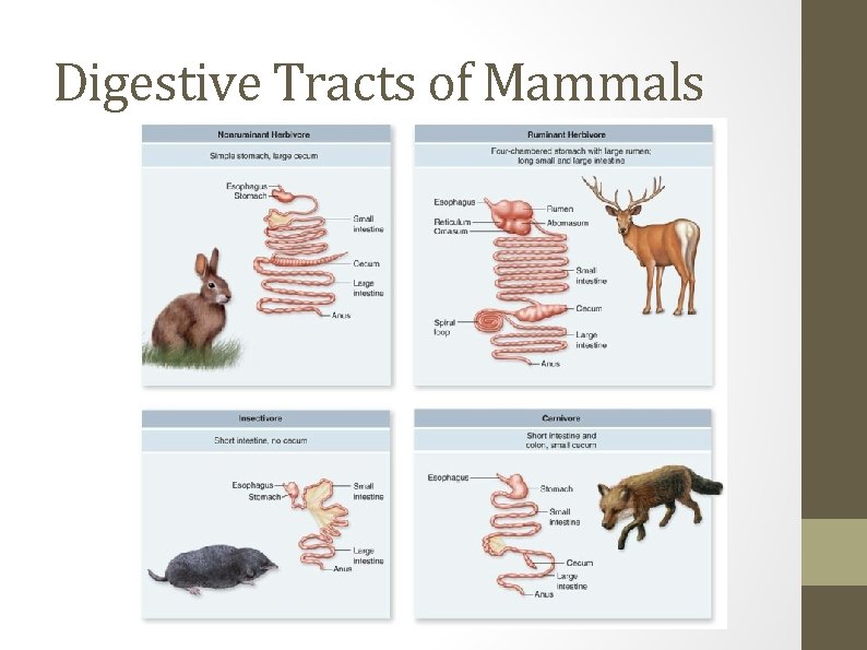 Digestive Tracts of Mammals 