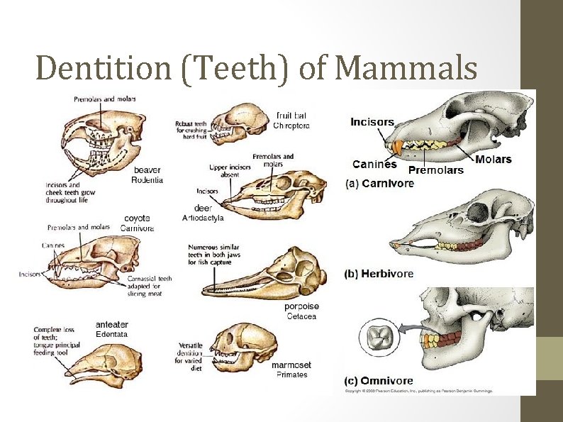 Dentition (Teeth) of Mammals 