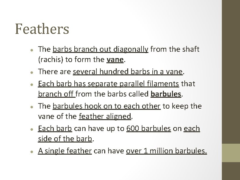 Feathers The barbs branch out diagonally from the shaft (rachis) to form the vane.