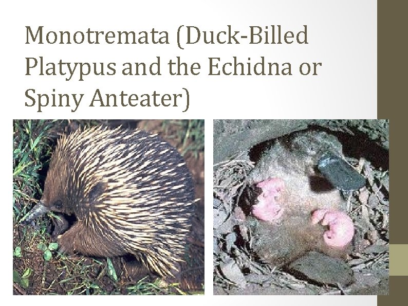 Monotremata (Duck-Billed Platypus and the Echidna or Spiny Anteater) 