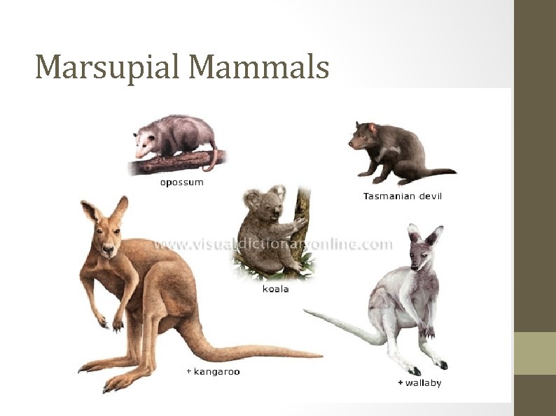 Marsupial Mammals 