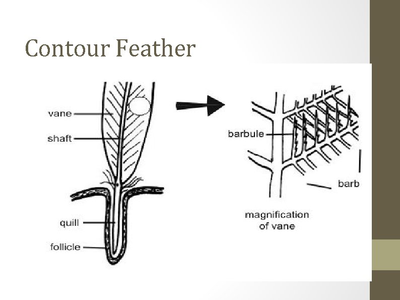 Contour Feather 
