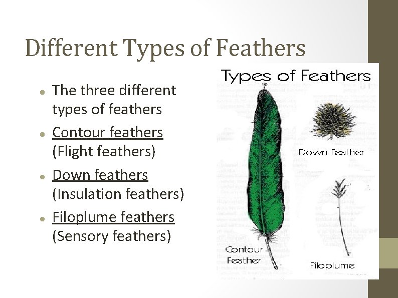 Different Types of Feathers The three different types of feathers Contour feathers (Flight feathers)