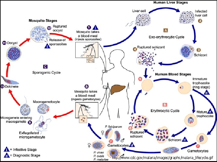 Preventing Malaria n The Search for a Vaccine http: //www. cdc. gov/malaria/images/graphs/malaria_lifecycle. gif 