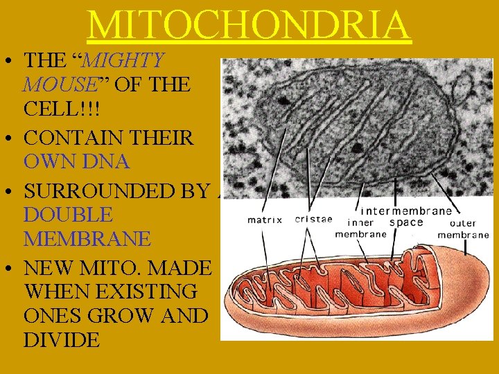 MITOCHONDRIA • THE “MIGHTY MOUSE” OF THE CELL!!! • CONTAIN THEIR OWN DNA •