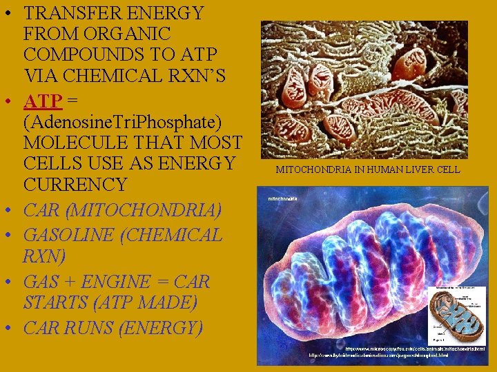  • TRANSFER ENERGY FROM ORGANIC COMPOUNDS TO ATP VIA CHEMICAL RXN’S • ATP