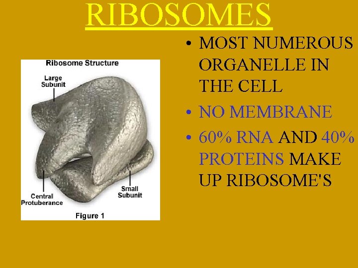 RIBOSOMES • MOST NUMEROUS ORGANELLE IN THE CELL • NO MEMBRANE • 60% RNA