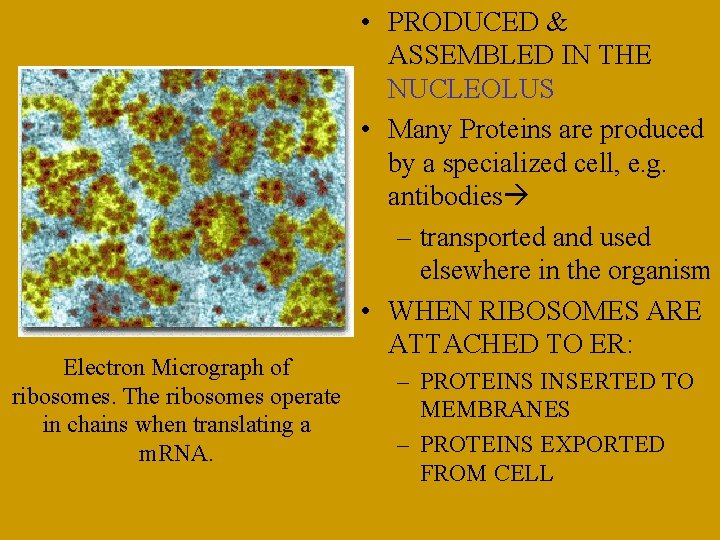 Electron Micrograph of ribosomes. The ribosomes operate in chains when translating a m. RNA.