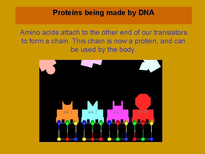 Proteins being made by DNA Amino acids attach to the other end of our