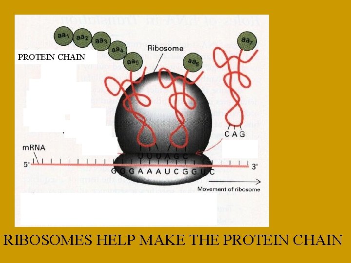 PROTEIN CHAIN JHK JHK JHK JHK RIBOSOMES HELP MAKE THE PROTEIN CHAIN 