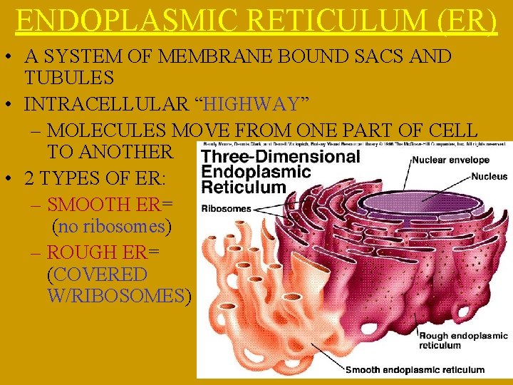 ENDOPLASMIC RETICULUM (ER) • A SYSTEM OF MEMBRANE BOUND SACS AND TUBULES • INTRACELLULAR