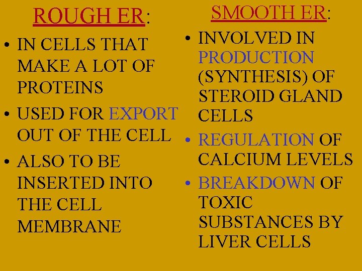 ROUGH ER: SMOOTH ER: • INVOLVED IN • IN CELLS THAT PRODUCTION MAKE A