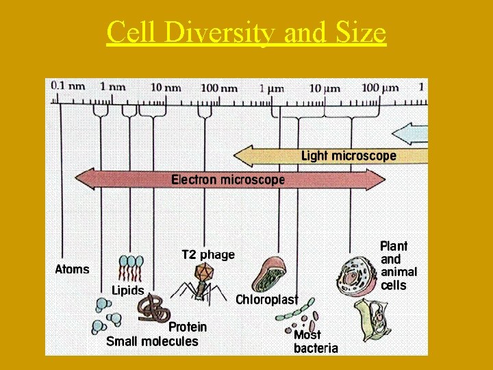Cell Diversity and Size 