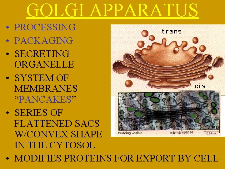 GOLGI APPARATUS • PROCESSING • PACKAGING • SECRETING ORGANELLE • SYSTEM OF MEMBRANES “PANCAKES”