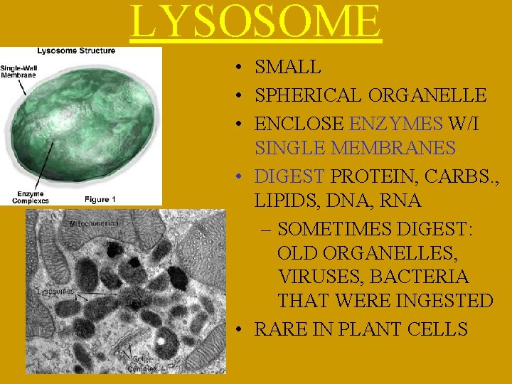 LYSOSOME • SMALL • SPHERICAL ORGANELLE • ENCLOSE ENZYMES W/I SINGLE MEMBRANES • DIGEST