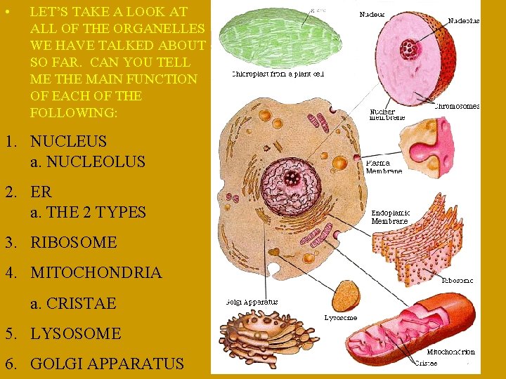  • LET’S TAKE A LOOK AT ALL OF THE ORGANELLES WE HAVE TALKED